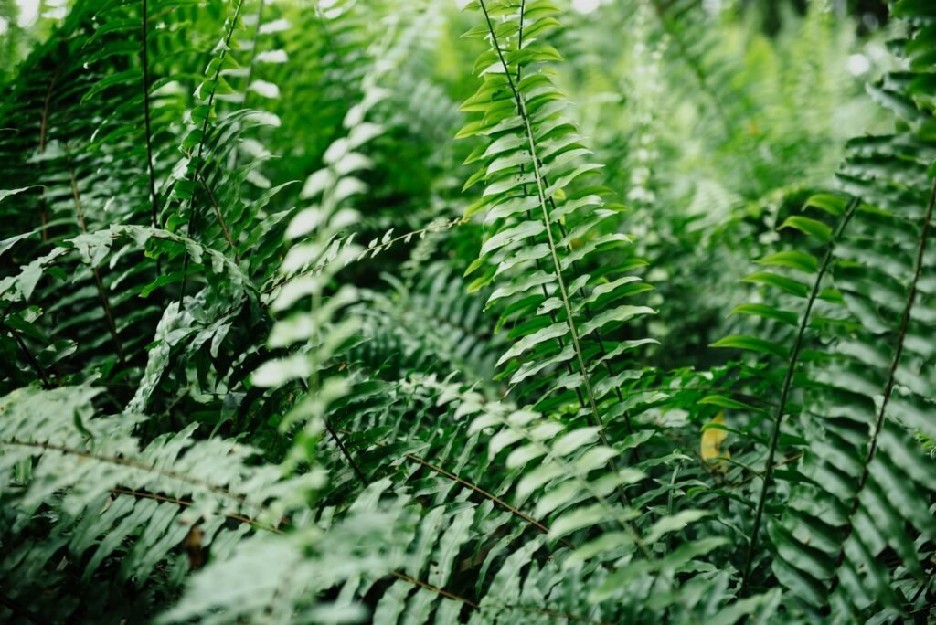 green fern plants at daytime